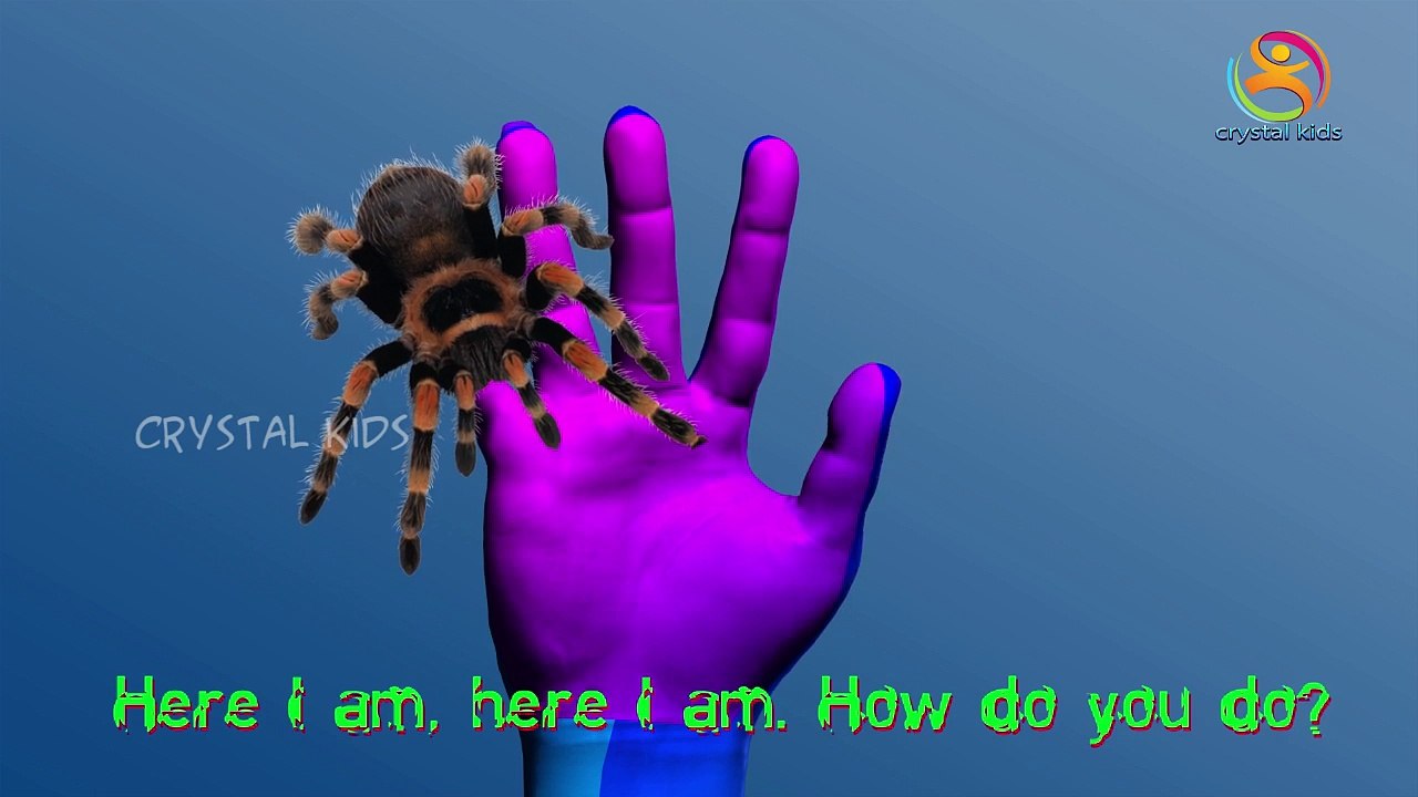 Spider finger family 3d rhymes | English nursery children 3d animated songs