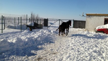 Bjorn playing with Aida
