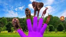 Animals Finger Family Nursery Rhymes For Children | Animals Cartoons Children Nursery Rhymes