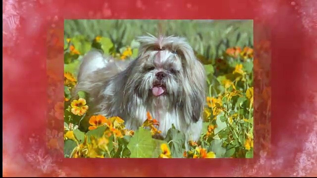 Shih tzu temperament