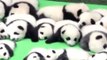 23 adorables bébés pandas voient le jour en Chine.