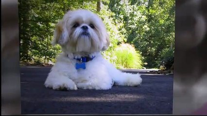 Imperial shih tzu