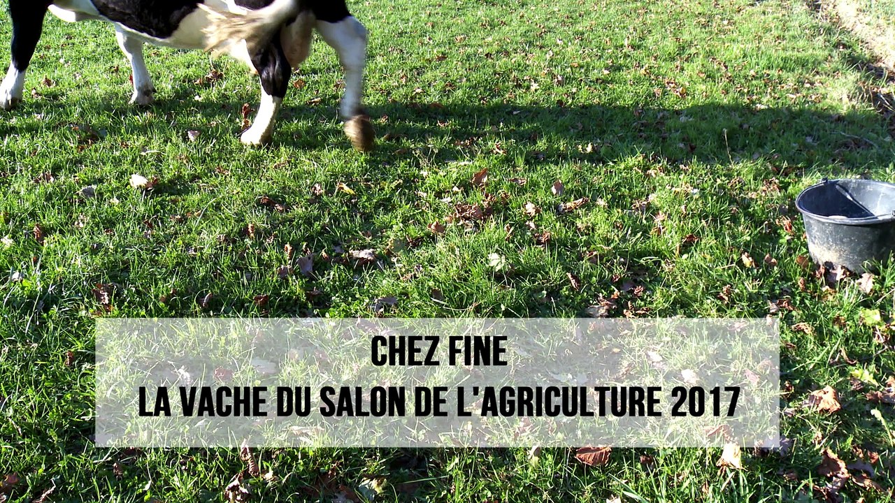 Chez Fine, la vache du Salon de l'agriculture 2017