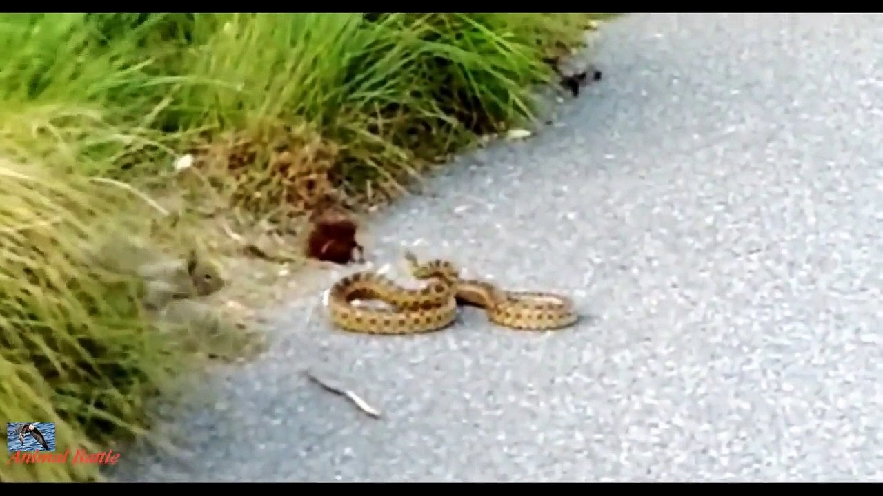 Mongoose vs python on camera   animals Real life!