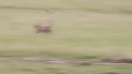 Amazing  cheetah vs. ostrich - wild animals fight to the death