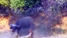 Amazing  lions eat Buffalo alive,Crocodile,Zebra