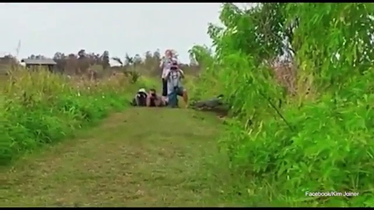JURASSIC MOMENT | Huge alligator | walks near group of tourists