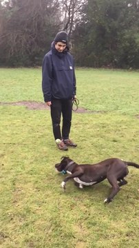 Ce chien est vraiment nul pour attraper la balle