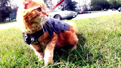 Un chat en armure imprimée en 3D