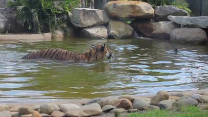 Ce canard s'amuse à narguer un tigre... Courageux le coin-coin