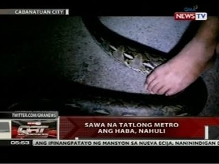 QRT: Sawa na tatlong metro ang haba, nahuli