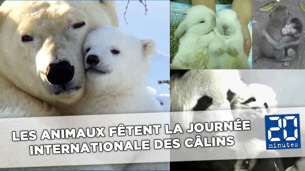 Les animaux fêtent la journée internationale des câlins