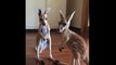 Trop Chou : Penny et Grace deux kangourous orphelins adoptés