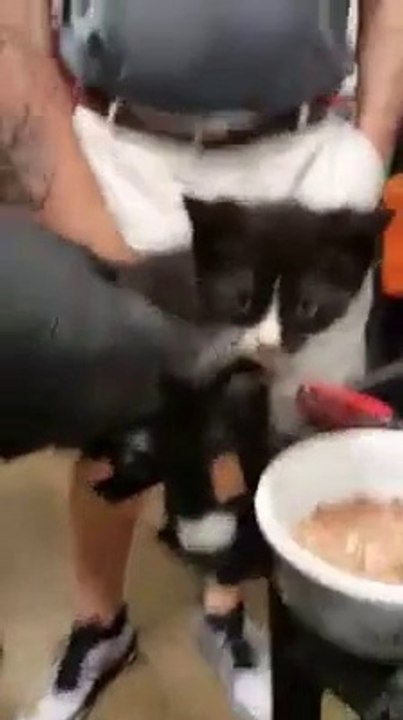 Il trouve un chat coincé dans le moteur d'une voiture...