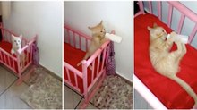 Gatinho a tomar leite de biberão num berço como um bebé está a encantar os internautas!