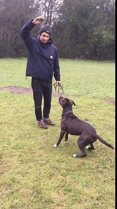 Un chien vraiment pas doué pour attraper les balles !