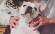 Ce chien adore les massages de sa maîtresse !