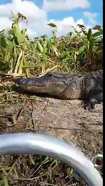 Un crocodile rentre dans un bateau de touriste !