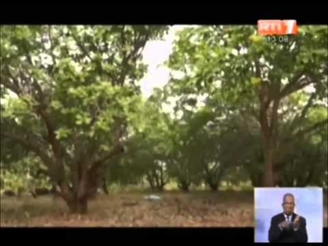 Les acteurs de la filière anacarde réfléchissent pour l’amélioration de la production