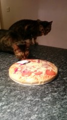 Funniest Cats (scared Of Pizza)