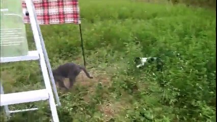 Un cache cache entre un chien et un chat dans des herbes hautes !