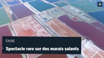 Chine : un spectacle rare sur des marais salants