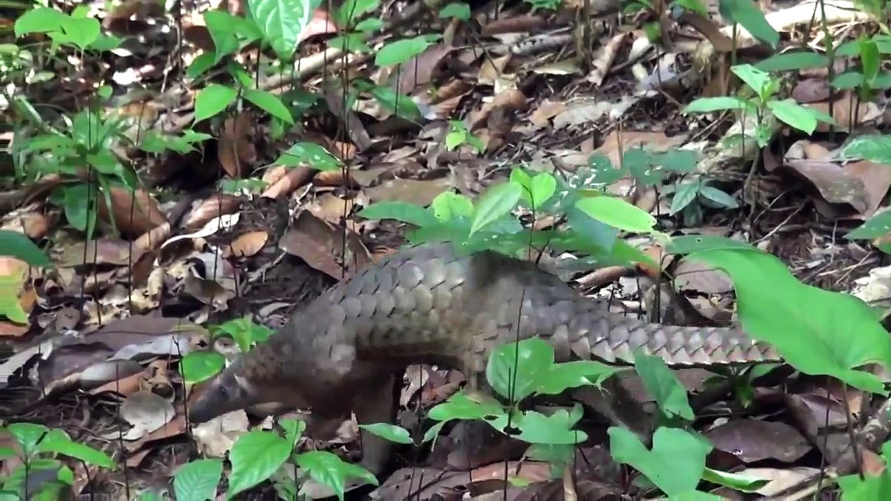 Pangolin