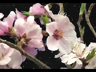 Mozart for Babies brain development . Baby classical music - Stop-motion animation lullaby