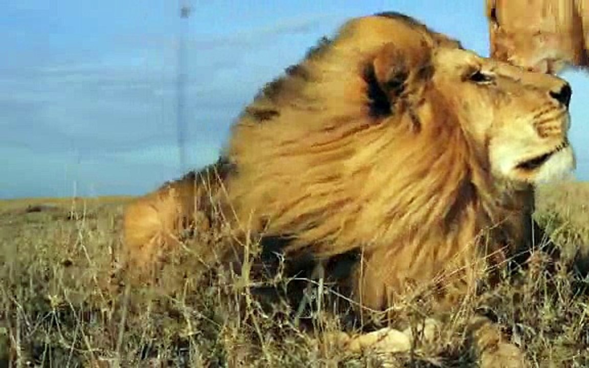 Living style of Lion