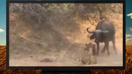 لقطات إفتراس رائِعة من افريقيا صورها السياح عن قرب