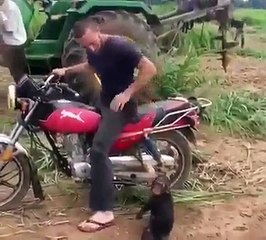 Castres Olympique vs. Leinster live stream