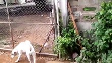 Когда друзья зовут бухать)