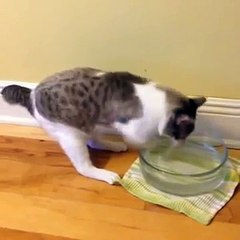 Кошака приспособилась жить без передних лап