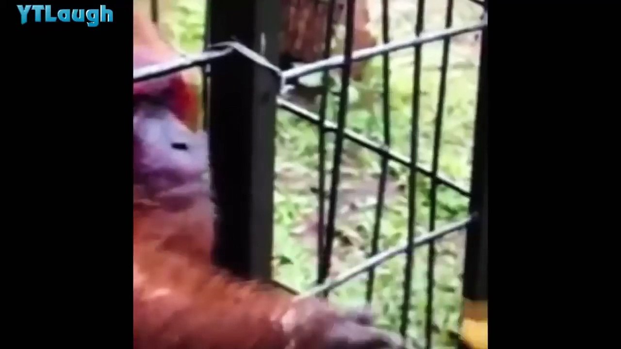 Funny videos 2016 - HARDEST try not to laugh challenge