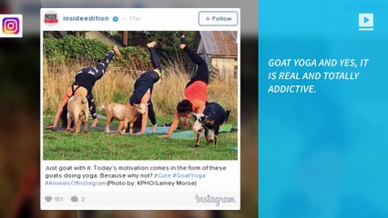 Goat yoga is a thing and classes are selling out fast