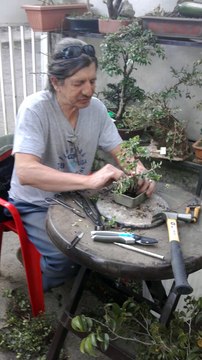 el arte del bonsai, okimono bonsai, favi delgado, escuela de bonsai,