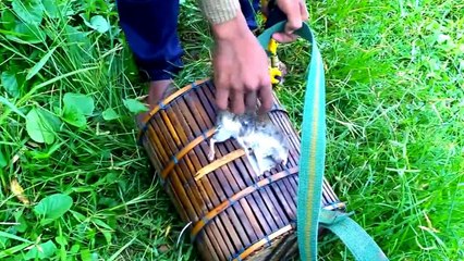 Mùa mưa là đến lúc đi bắt ếch bắt chuột đồng, An Giang