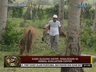 24Oras: Ilang hayop, inaalagaan sa animal evacuation center