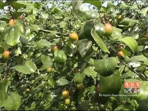 বাগেরহাটে জনপ্রিয় হয়ে উঠছে কুল চাষ