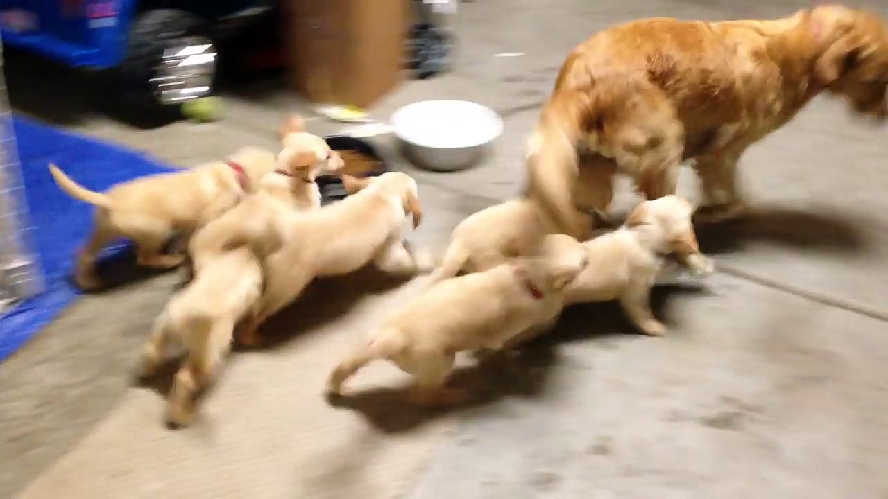 9 Puppies Playfully Tackle Their Mom-_r_a8pbv30Q