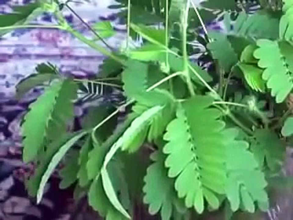 ZOMBIE PLANT-mYVVNYO6OsE