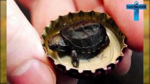 10 of the World's Most Smallest Animals ever recorded - Amazing Smallest Animals of all Time