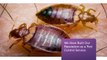 OCP Termite & Pest Control in Pasadena Exterminator