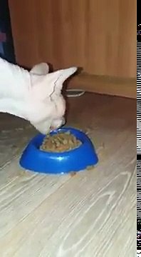 Вечно Голодный кот ! прикол ржач 2017