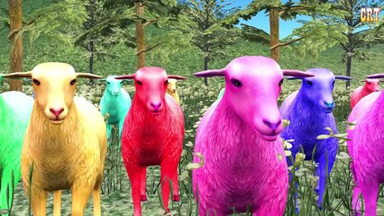 Animals Nursery Rhymes || Children Rhymes Lyrics For Music Rhyme