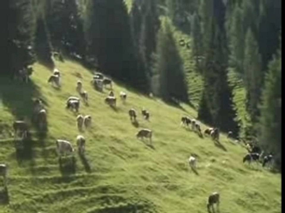 Mucche per lastminute