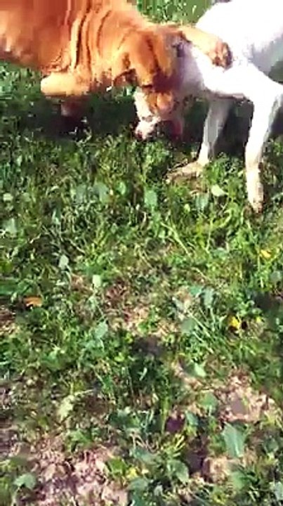 Dogs fighting In pakistan