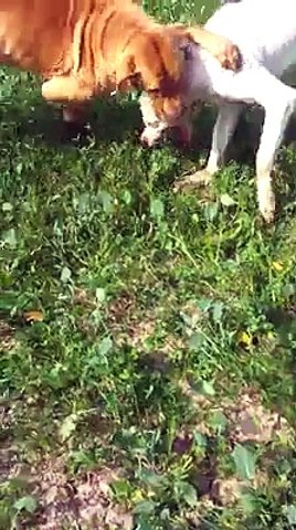 Dogs fighting In pakistan