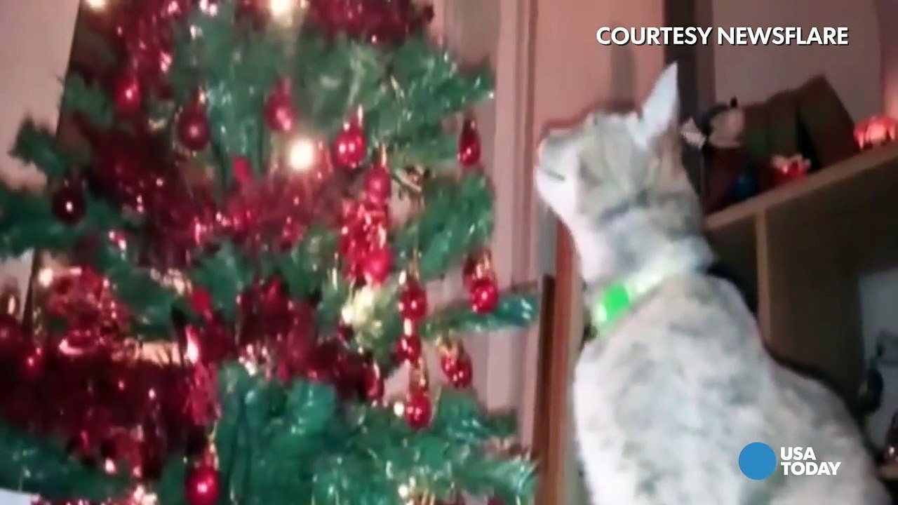 WATCH - These festive felines bring fun to the holidays-CtiElepHU3w