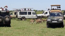 [ Planet Animals ] Cheetahs in the Serengeti - Mean Streetz